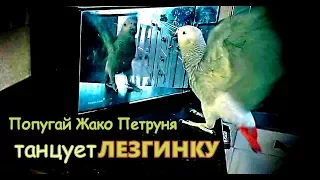 Попугай Жако Петруня танцует ЛЕЗГИНКУ /Parrot Jaco Peter is dancing LEZGINKA