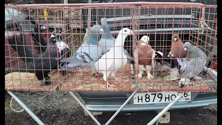 Сельские голуби. 19 12 2022 года, часть - 1 Ярмарка голубей, город Ипатово.