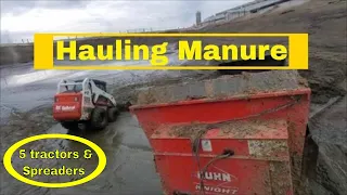 Hauling Manure with 5 Manure Spreaders