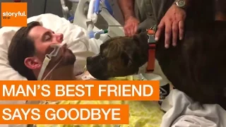 Dog's Final Goodbye at Owner's Hospital Bedside