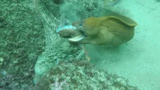 Moray Eel VS  Octopus