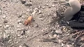 Crab amputates own limb