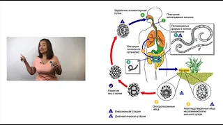 Цикл размножения круглых червей / Биология ОГЭ и ЕГЭ