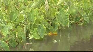 Kauai Week: Hanalei Taro