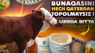 Simmental buzoqlar Bunaqasi judayam kam