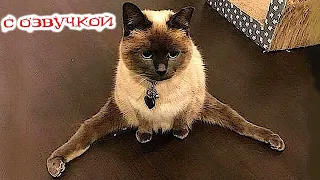 Funny Animal Videos 2023 - Funniest Dogs and Cats Videos #97