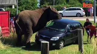 SCHOCKIERENDE TIERANGRIFFE AN MENSCHEN