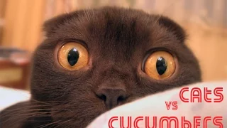 Коты против огурцов | Cats vs cucumbers 2015