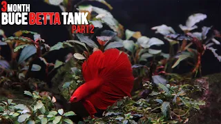 Buce Betta Tank: 3 Month Update Part 2 | Lowtech Aquarium