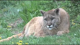 What to do if you meet a mountain lion