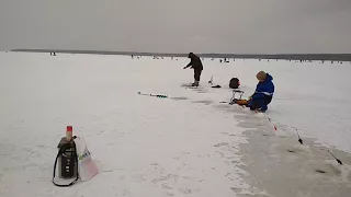 Вышла на лёд, Финский залив.