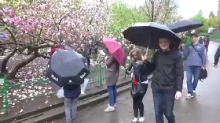 Магнолии цветут в Киеве