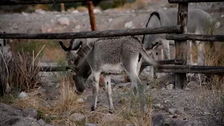 Wild Baby Burros! - Short