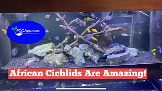 Why you should start an African cichild aquariums.