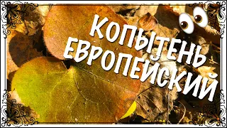 Растение от алкоголизма Копытень европейский , где растёт и как собирать