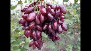 Средние и поздние сорта винограда - часть №10. Дольче  , Осенний королевский , Сето гигант, Инжиры.