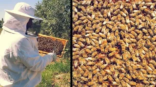 Uzağa götürmeden yerinde  Arı bölme işlemi nasıl yapılır/ uygulamalı anlatım