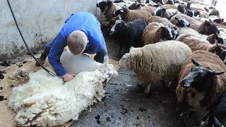 Extreme Fast Sheep Shearing Technique. Amazing Modern Automatic Cow & Sheep Farming Technology.