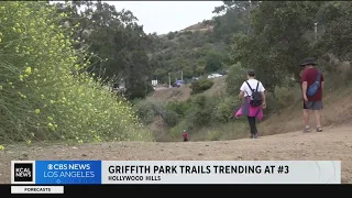 Griffith Park Trails one of the most popular in hikes in the nation