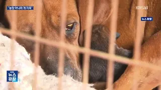 puppies await adoption. (3월22일, 안성개농장 구조견)