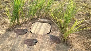 Awesome Deep Hole Bird Trap, How To Make A Simple Deep Hole Quail Trap