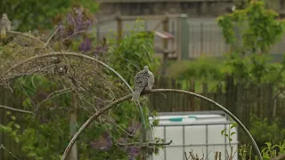 VIDEO 0430  Collared Doves in the Garden