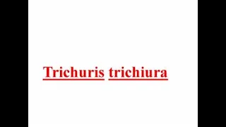 Trichuris trichiura medical parasitology unit two in Amharic