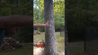 cutting tree down