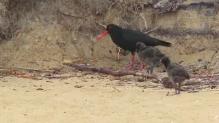 Variable Oystercatcher babies