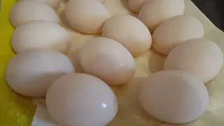 Обработка инкубационного яйца индоутки перед закладкой в инкубатор