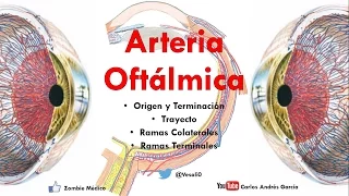 Anatomía - Arteria Oftálmica y Circuitos del Ojo (Origen, Trayecto, Ramas Colaterales y Terminales)