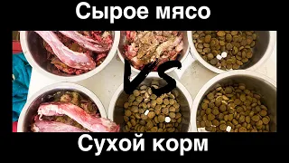 Кормление собак: мясо или корм?