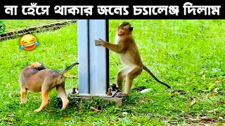 বানরের চরম হাস্যকর মুহূর্ত ক্যামেরায় রেকর্ড হলো | Monkey funny moment recorded on camera | Odvut