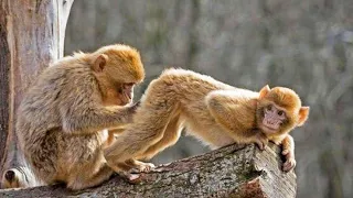 Funny Monkey Videos | Funniest Monkey Compilation