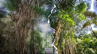 Mother Willow | 300 year old | 10 m high | Massive Fig Tree | Kampung Paya Resort | Pulau Tioman