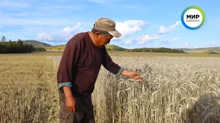 Фермеры Бурятии собирают урожай