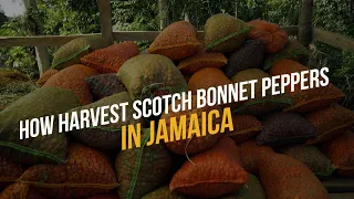 How to grow and harvest Scotch Bonnet peppers in Jamaica