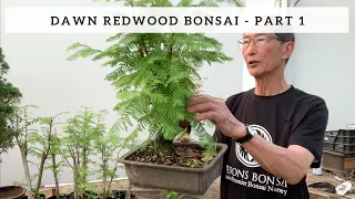 Creating a Dawn Redwood Bonsai - Part 1