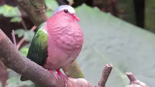 The wild punai birds indonesia