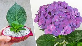 How to best propagate hydrangeas with dragon fruit, excellent hydrangeas growing method