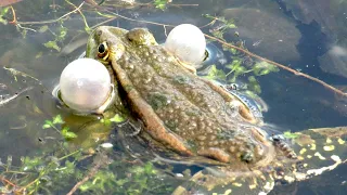 Кто сказал КВА? Лягушка квакает, Frog croaks