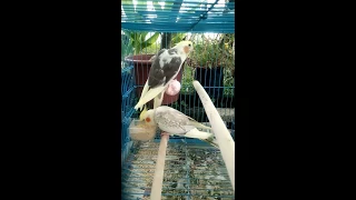 Cockatiel Male vs Female Singing Tone Whistling Sound and Behaviour Body Language