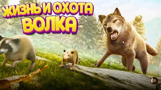 ЖИЗНЬ И ОХОТА ВОЛКА ( The Wolf )