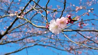 Sakura blossoms in Latvia