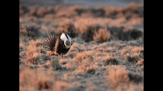 Conservation Outcomes Webinar  Outcomes of Spatial Targeting in Sagebrush Country