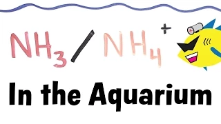 Ammonia and Ammonium in the Aquarium