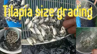 Mastering tilapia size grading techniques