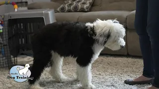 Dog Obedience Training Before and After with Pepper the Sheepadoodle