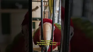 crazy macaw