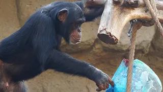 Chimpanzee's summer enrichment